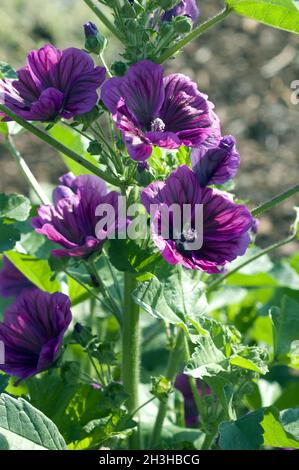 Mauretanische Malve, wilde Malve, Malva sylvestris Stockfoto