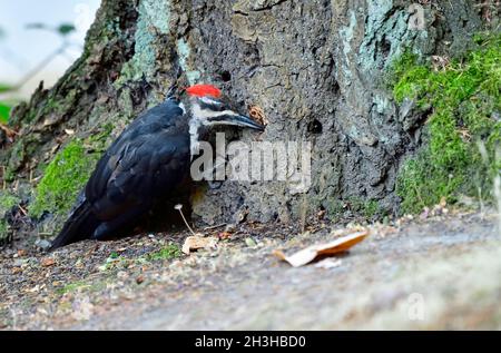 Ein Pileated Specht (Dryocopus pileatus), der auf einem Baumstamm auf der Insel Vancouver in British Columbia nach Insekten sucht, die sich in der Rinde verstecken Stockfoto