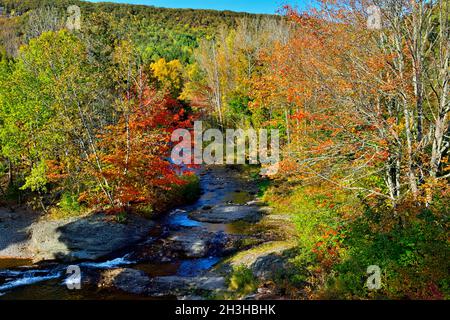 Forelle Creek fließt durch den Laubwald im ländlichen New Brunswick Canada. Stockfoto