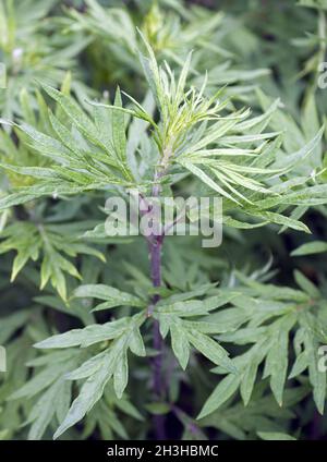 Kamtschatka-Beifuß Stockfoto