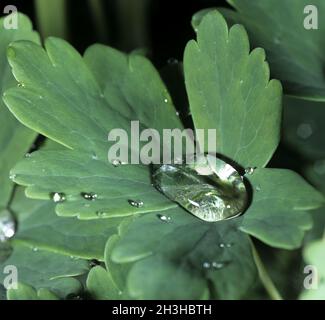 Tautropfen Stockfoto