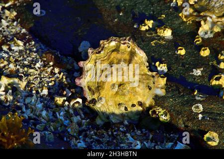 Eine wilde Auster, die sich an einem felsigen Strand auf Vancouver Island British Columbia Kanada festhält. Stockfoto