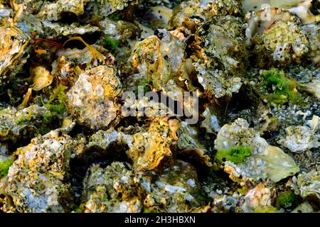 Ein Bett der wilde Austern zu einem felsigen Ufer auf Vancouver Island British Columbia Kanada festhalten Stockfoto