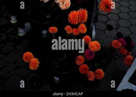 Blumen der Saison im Spätsommer, die von Bauern auf dem Union Square Green Market in New York City verkauft werden. Stockfoto