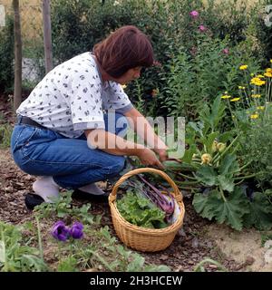 Gemüseernte, Zucchini Stockfoto