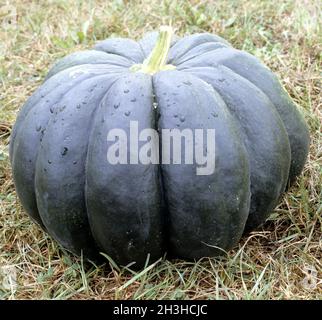 Essbarer Kürbis, Muskatnuss Stockfoto