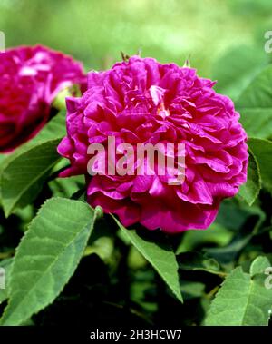 Damaszenerrose, Rose de Recht Stockfoto