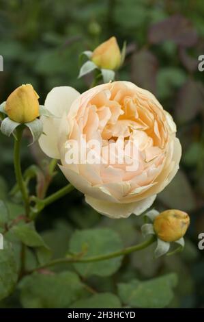 Englische Rose, Jude the Obscure; Stockfoto