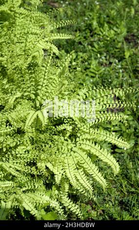 Pfauenfarn, Adiantum pedatum Stockfoto