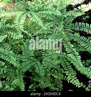 Pfauenfarn, Adiantum pedatum Stockfoto