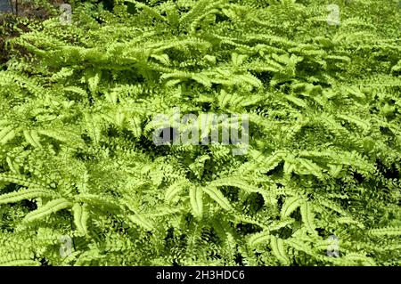 Pfauenfarn, Adiantum pedatum Stockfoto