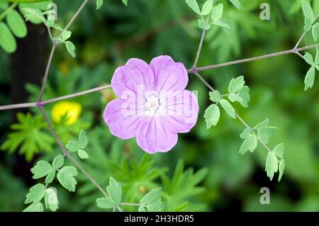 Crane's Bill Stockfoto