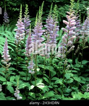 Astilbe, Astilbe chinensis var. pumila Stockfoto