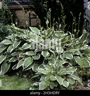 Weißkantiger Wellblättriger Funkie Stockfoto