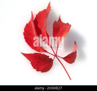 Wildwein, Herbst Stockfoto