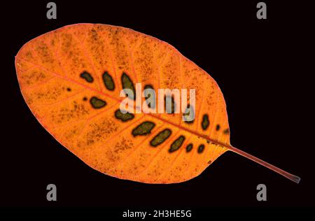 Periwinkle Strauch, Cotinus, coggygria, Herbstlaub, Stockfoto