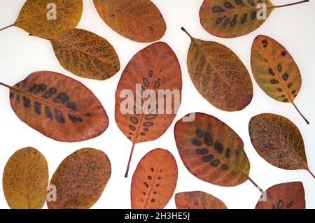 Periwinkle Strauch, Cotinus, coggygria, Herbstlaub, Stockfoto