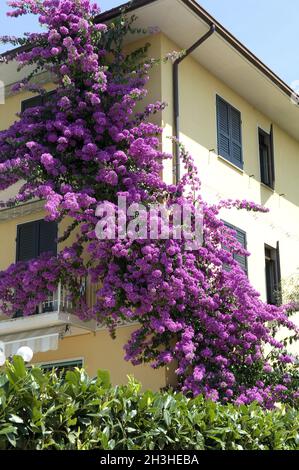 Bougainvillea, Fassadenbegrünung, Stockfoto