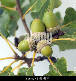 Eicheln, Früchte, Samen, Quercus, Stockfoto