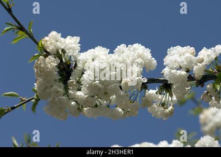 Japanische blühende Kirsche, Prunus avium, Plena Stockfoto