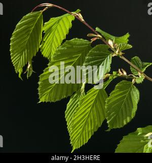 Hainbuche, Hainbuche, Carpinus betulus Stockfoto