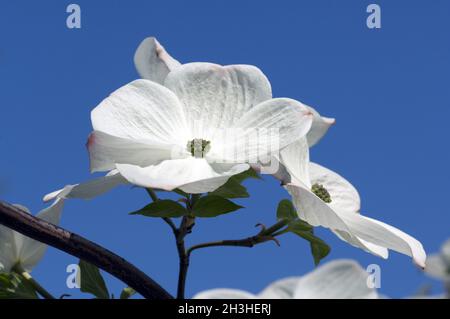 Blumenhartriegel, Cornus florida x nuttallii, EddieÂ´s White hat gewonnen Stockfoto