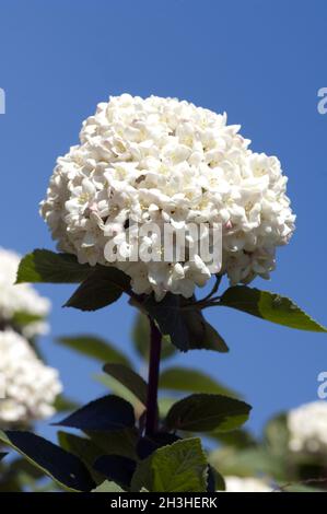 Großblühiger Schneeball, Viburnum carcepalum Stockfoto