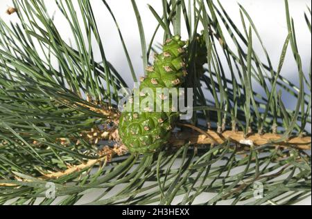 Kiefer, Kiefer, Kiefer, Kiefer; Pinus; Stockfoto