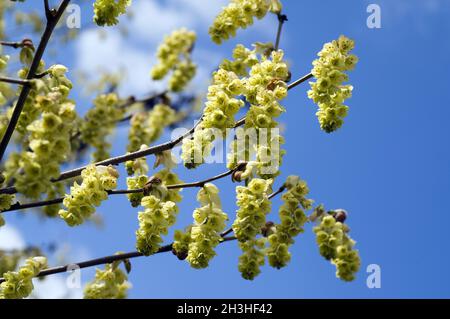 Chinesische falsche Hasel; Corylopsis sinensis Stockfoto