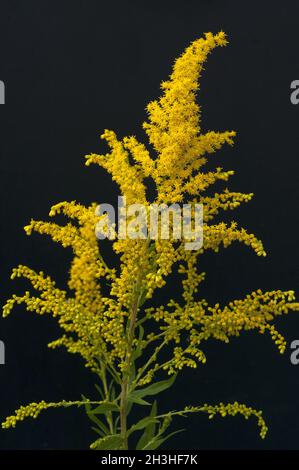 Riesengoldrute, Solidago gigantea Stockfoto