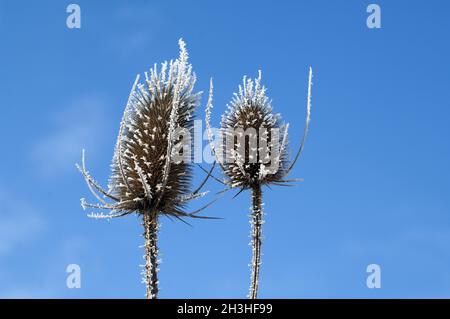 Kardoondistel, dipsacus, Reif, Stockfoto