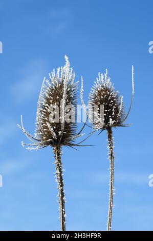 Kardoondistel, dipsacus, Reif, Stockfoto