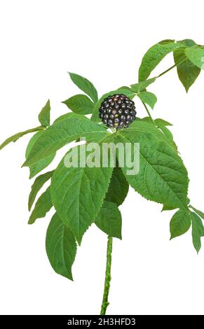 Sibirischer Ginseng, Eleutherococcus senticosus Stockfoto