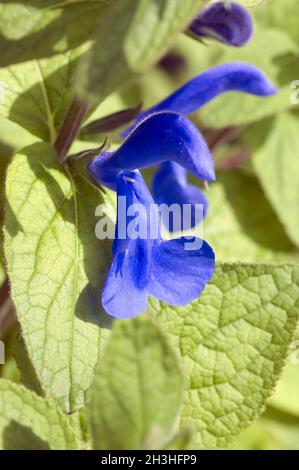 Azure Salbei; Azure Salbei; Salvia patens; Open-flowered Salbei Stockfoto