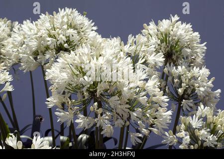 Edellilie, Agapanthus weiß Stockfoto