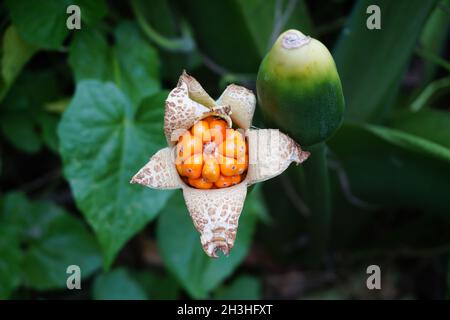 Taroblume (Colocasia esculenta, gothe) mit natürlichem Hintergrund. Colocasia esculenta ist eine tropische Pflanze, die hauptsächlich wegen ihrer essbaren Kormsacken, einer Wurzel, angebaut wird Stockfoto