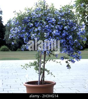 Bleiwurz; Plumbago auriculata Stockfoto