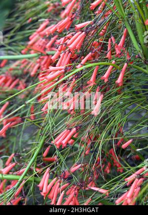 Brunnenpflanze Stockfoto