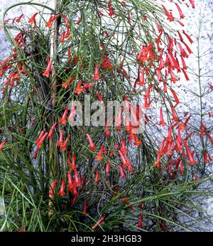 Brunnenpflanze Stockfoto