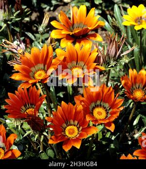 Lunch Gold, Gazania Hybrid Stockfoto