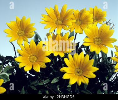 Lunch Gold, Gazania Hybrid Stockfoto