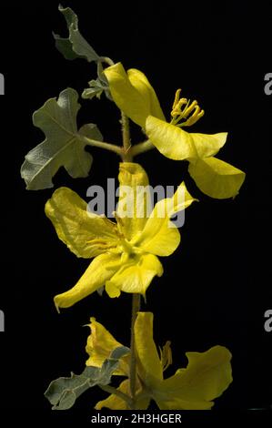 Mexikanischer Flanellbusch; Fremontodendron mexicanum Stockfoto