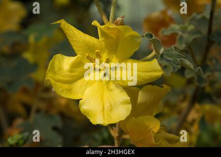 Mexikanischer Flanellbusch Stockfoto