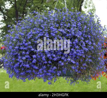 Lobelia; Lobelia erinus; Ampelarten Stockfoto