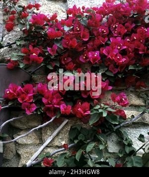 Bougainvillea Stockfoto
