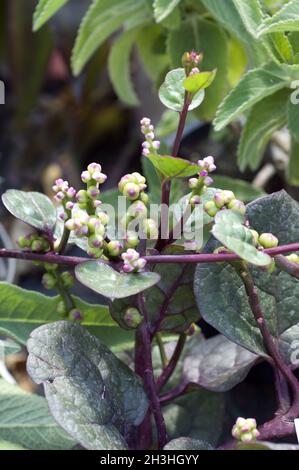 Malabarspinat; Malabarspinat; Basella alba var. rubra Stockfoto