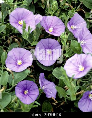 Winde; Convolvulus sabatius Stockfoto