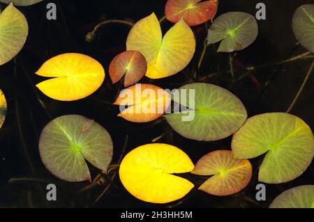 Lily Pads, Herbst, Stockfoto