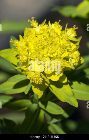 Sumpfspurge, Ephorbia palustris Stockfoto