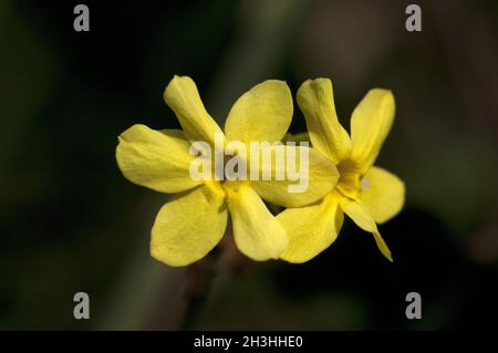 Winterjasmin; jasminum; Nudiflorum; Stockfoto